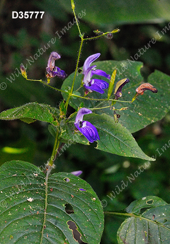Brillantaisia lamium